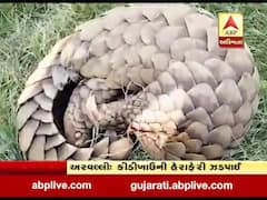 અરવલ્લીમાં શામળાજી ફોરેસ્ટ વિભાગે કીડીખાઉની હેરાફેરીનો કર્યો પર્દાફાશ, જુઓ વીડિયો