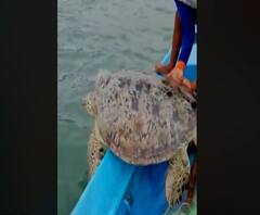 मच्छिमारांच्या जाळ्यात आलं 100 किलोचं कासव ! मच्छिमारांनी जाळं कापून कासवाला समुद्रात सोडलं