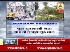 ભરૂચમાં ભારે વરસાદના કારણે વૃક્ષ ધરાશાયી, એક વ્યક્તિ ઇજાગ્રસ્ત, જુઓ વીડિયો
