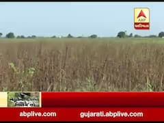 મોરબી જિલ્લાના પાંચ તાલુકામાં 66 હજારથી વધુ હેક્ટર જમીન પર પાક નુકસાન, જુઓ વીડિયો 