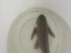 Varanasi: Suckermouth Catfish posing a threat to river Ganga