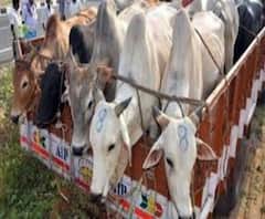 প্রতি গরুতে ২ হাজার টাকা নেন বিএসএফ, ৫০০ টাকা করে নেন শুল্ক দফতরের অফিসাররা!