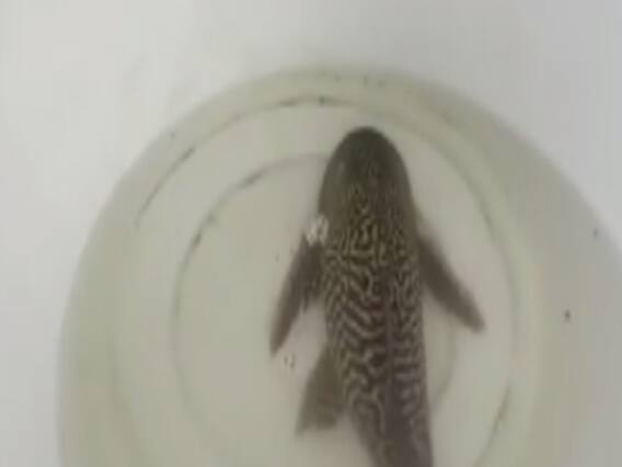 Ganga नदी में मिली Amazon में पाई जाने वाली खतरनाक मचली, मचा हड़कंप 