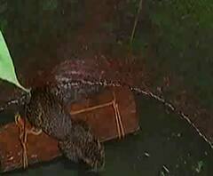 रत्नागिरीत विहिरीत पडलेल्या बिबट्याची सुटका, विहिरीत पडलेला बिबट्या पाहण्यासाठी बघ्यांची गर्दी