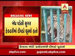 ગીર સોમનાથના ઉનામાં દીપડો પાંજરે પૂરાયો, જુઓ વીડિયો