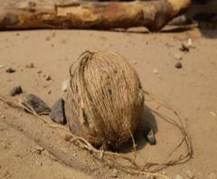 পাঁশকুড়া বিস্ফোরণকাণ্ডে গ্রেফতার ১, ইন্টারনেট দেখে রপ্ত করে বোমা তৈরির কৌশল! খবর- 'এক ঝলকে' 