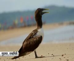 Masked Booby Bird | गुहागर समुद्रकिनारी मास्क बूबी पक्ष्याचं आगमन,परदेशी पक्षी कोकणच्या समुद्रकिनारी