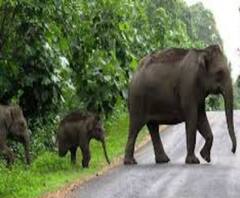 হাতির পালের তাণ্ডব, মেদিনীপুরে ধানজমিতে দাপাদাপি, ফসলের বিপুল ক্ষতি