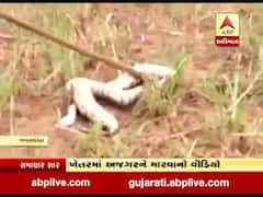 બનાસકાંઠાના વડગામ તાલુકાના હરદેવાસણા ગામે અજગરને મારવાનો વીડિયો વાયરલ