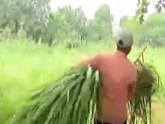 આણંદના ધર્મજમાં પશુપાલન વ્યવસાયને પ્રોત્સાહન આપવા અનોખી પહેલ, જુઓ વીડિયો