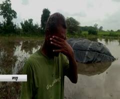 तीन एकरावरील उडदाचं पीक भिजून खराब,बाजारपेठेत जाण्यासाठीचा तयार माल वाया,शेतकऱ्यांच्या डोळ्यात अश्रू