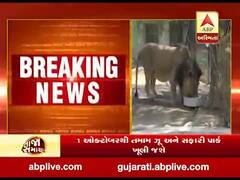 રાજ્યમાં એક ઓક્ટોબરથી તમામ ઝૂ અને સફારી પાર્ક ખુલી જશે, જુઓ વીડિયો 