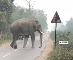 हल्द्वानी में गजराज का आतंक, फसलों को किया तहस-नहस। Haldwani News