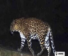 लोगों में गुलदार की दहशत ,देवभूमि में कुल कितने गुलदार?