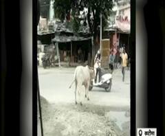 इस सांड से बचकर रहना होगा...