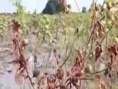 અમરેલીમાં વરસેલા ધોધમાર વરસાદના કારણે ખેડૂતોને વ્યાપક નુકસાન, જુઓ વીડિયો