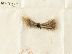 US: Abraham Lincoln's hair-lock up for auction 