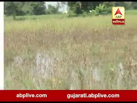 મહેસાણા: ઊંઝામાં બાજરી સહિતના પાકમાં નુકસાન, જુઓ વીડિયો