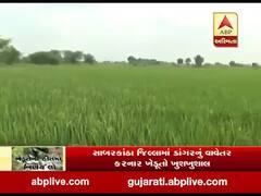 સાબરકાંઠા જિલ્લામાં ડાંગરનું વાવેતર કરનાર ખેડૂતો ખુશખુશાલ, જુઓ વીડિયો 