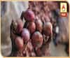 Onion Export Ban | कांद्याच्या निर्यातबंदीमुळे काय परिणाम होणार? कांदा उत्पादकांच्या डोळ्यात पाणी...