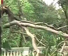  গাছ কাটল কে? দমদম রোডে রাতের অন্ধকারে 'খুন' সবুজ