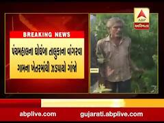 પંચમહાલ:વાંગરવા ગામના ખેતરમાંથી ઝડપાયો ગાંજો,જુઓ વીડિયો