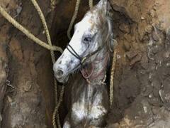 Meerut: खुले गटर में गिरा घोड़ा, घंटों मशक्कत के बाद बचाई जान