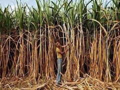 Bihar: भुगतान के बजाय कर्ज की जाल में फंसाए गए 12 हजार गन्ना किसान, देखिए पूरा मामला