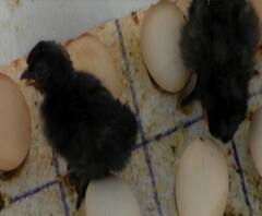 Special Report | तापमान नियंत्रित करून अंडी उबवण्याचं मशीन विकसित, कोंबडीशिवाय अंडी कशी उबवता येणार? पाहा कमाल!