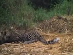 સુરતઃ માંગરોળ તાલુકાના 7 થી 8 ગામમાં દીપડાનું રહેઠાણ જોવા મળ્યુ, જુઓ વીડિયો