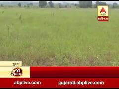 સુરત: ઓલપાડમાં નકલી હુકમ બનાવી સરકારી જમીન નામે કરી લેવાનું કૌભાંડ, જુઓ વીડિયો