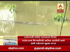 વડોદરામાં વિશ્વામિત્રી નદીના પાણી સાથે શહેરમાં મગર ઘૂસ્યા, MS યુનિ, અને ડી.એન. હોલ પાસે 8 મગર દેખાયા 