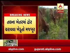 મોરબીના હળવદમાં તલના ખેચરમાં ઢોર ચરાવવા ખેડૂતો મજબૂર,જુઓ વીડિયો