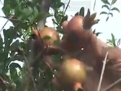 બનાસકાંઠા જિલ્લામાં અતિવૃષ્ટિના કારણે દાડમના પાકને નુકસાન, જુઓ વીડિયો