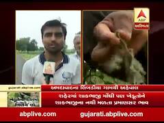 અમદાવાદઃ શાકભાજી સહિતનો પાક નિષ્ફળ જવાની લિંબડીયા ગામના ખેડૂતોને ભીતિ, જુઓ વીડિયો