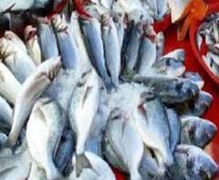 বর্ষা পেরিয়ে এত শরৎ, ইলিশের দাম কমল কই! 