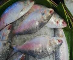 পুজোর আগেই রাজ্যে আসছে ১৫০০ মেট্রিক টন পদ্মার ইলিশ, শুরু আমদানি