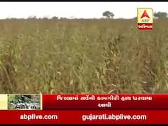 ધોધમાર વરસાદથી મોરબીના વનાળીયા ગામમાં 200 ખેડૂતોને નુકસાન, જુઓ વીડિયો 