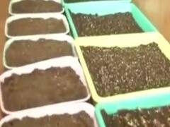 LAC पर बर्फ गिरी तो भारतीय सेना खाना कहां से लाएगी? जवाब है DRDO का Coco Peat