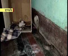 বিষধর গোখরোর সঙ্গে লড়াই করে দুই শাবককে রক্ষা করল বিড়াল, জলপাইগুড়িতে চাঞ্চল্য