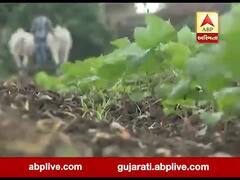 રાજ્યમાં સારા ચોમાસાના પગલે 100 ટકા વિસ્તારમાં વાવણી પૂર્ણ, જુઓ વીડિયો