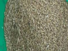 घंटी बजाओ की खबर का असर: बालाघाट खराब अनाज मामले में शिवराज सरकार ने की कार्रवाई