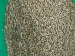 घंटी बजाओ की खबर का असर: बालाघाट खराब अनाज मामले में शिवराज सरकार ने की कार्रवाई