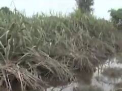 નર્મદાઃ નદી કાંઠાના ગામોમાં વ્યાપક નુકસાન, ખેડૂતોની મહેનત પર ફર્યા પૂરના પાણી