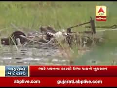 પાટણ જિલ્લામાં ભારે પવનના કારણે 13 વીજપોલ ધરાશાયી થયા, જુઓ વીડિયો