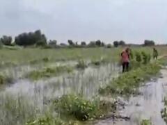 અતિશય વરસાદથી પાટણમાં ખેડૂતોની સ્થિતિ કફોડી બની, કપાસનો ઉભો પાક ઉખેડવાનું શરૂ કર્યું