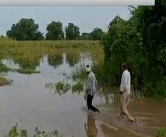 Pachod Farmers | स्पेशल रिपोर्ट | पाचोडमध्ये मोसंबीच्या बागा पाण्याखाली; सोन्यासारख्या मालाची माती