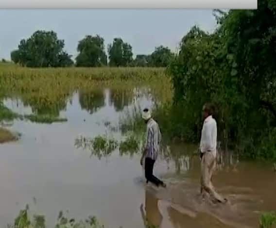 Pachod Farmers | स्पेशल रिपोर्ट | पाचोडमध्ये मोसंबीच्या बागा पाण्याखाली; सोन्यासारख्या मालाची माती