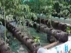 UP teacher earns easy money with home grown vegetables