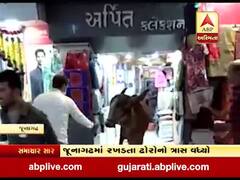 જૂનાગઢ શહેરમાં રખડતા ઢોરનો ત્રાસ વધ્યો, દુકાનમાં ગાય ધૂસતા મચી અફરાતફરી, જુઓ વીડિયો